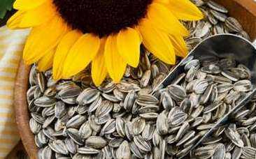 Не следует увлекаться семечками лицам, страдающим заболеваниями желудка гастритами, колитами и язвой, особенно в стадии обострения