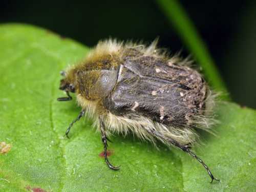 Как вырастить георгины, выбираем семена и