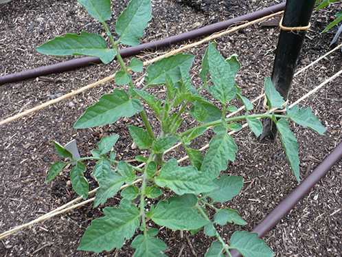 Так, сначала определимся с поливом