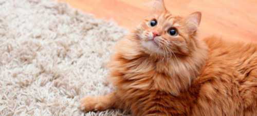 Как убрать запах мочи с ковра