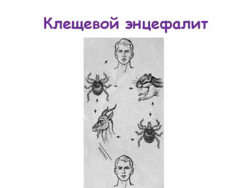 Отправляясь в лесопарк или лес лучше надеть головной убор, одежду, закрывающую все тело, обрызгать одежду репеллентом, отпугивающим клещей