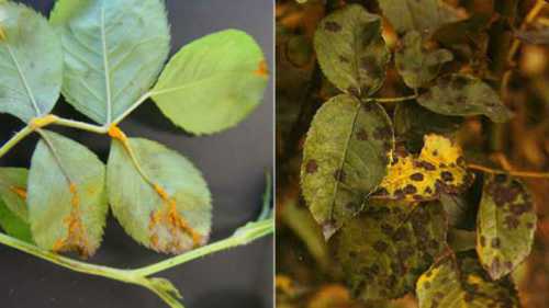 Смесь средств из групп