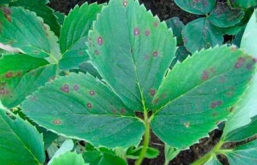 Во время обработок учитываем погодные условия, перед дождём не опрыскиваем, чтобы не смыло препараты