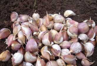 Употреблять лекарство необходимо исключительно наголодный желудок, распределив приготовленную порцию начетыре равных приема