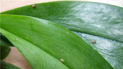 Помимо графика полива, свою роль играет еще и сама влага