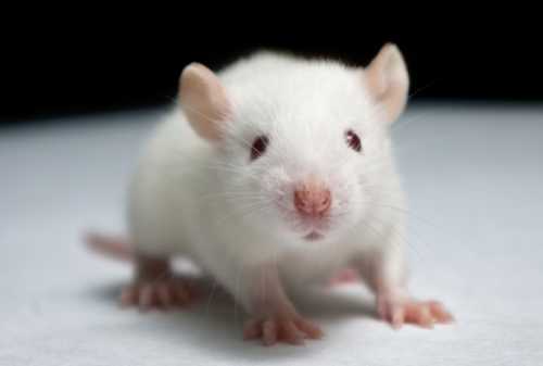 К чему снятся мыши