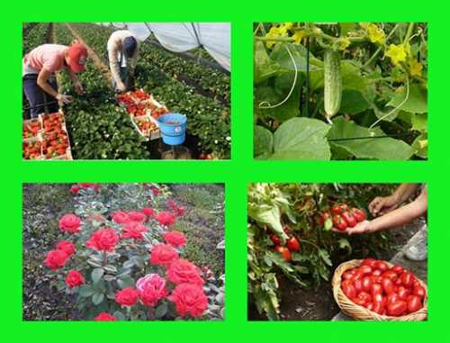 Как защитить свой сад от вредителей