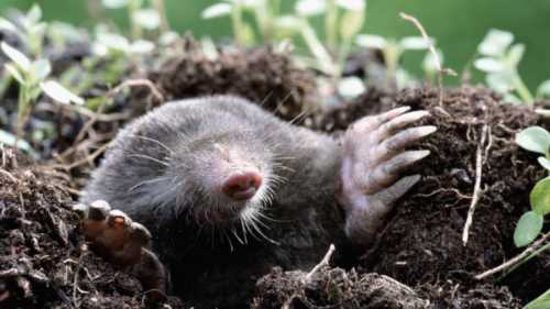 Оно у кротовых млекопитающих многочисленное и прожорливое