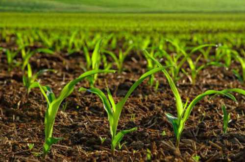 Азотные удобрения