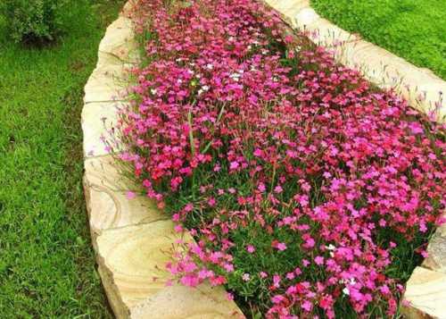 Вербена в вашем саду