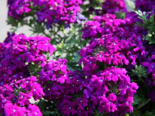 Ландшафтный дизайн