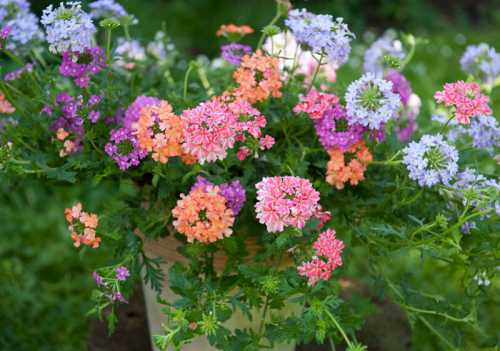 Ландшафтный дизайн