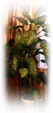 Ее листва постепенно желтеет и отмирает