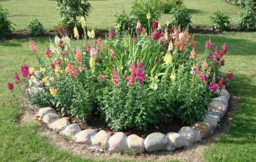 Львиный зев: посадка и уход фото, выбираем