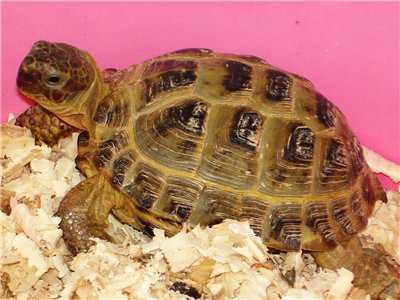 Еще один способ определить пол сухопутной черепахи, это осмотр ее панциря пластрона