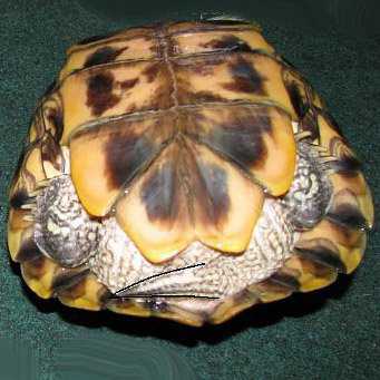 Как определить пол сухопутной черепахи