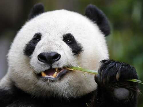 Именинный пирог есть в гостях значит решиться добровольно говорить пошлости, безданно, беспошлинно, в силу обстоятельств