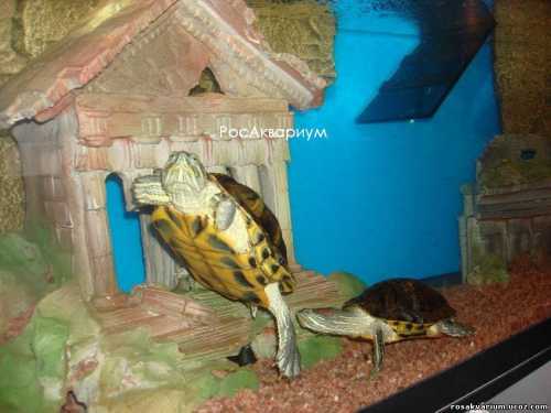 Другой вариант событий, это когда черепашка не умирает в детстве а это вероятность, а вырастает через несколько лет в см животное, которое почемуто перестало быть карликовым и помещаться в пластиковый аквариум