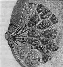 Рецепт с капустой