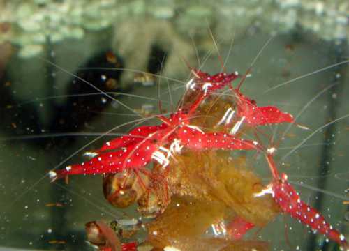 Сами по себе мхи не прихотливы к среде и в их зарослях обитает множество разнообразных микроорганизмов, которые очень нравятся креветкам