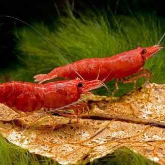 Для посадки также подойдут роголистник, наяс, папоротники, кладофора, криптокарина, риччия и много других