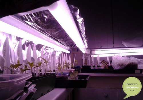 Полный спектр для растений достигается наличием красных, синих, инфракрасных, ультрафиолетовых и белых диодов