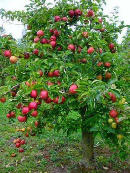 В отличие от