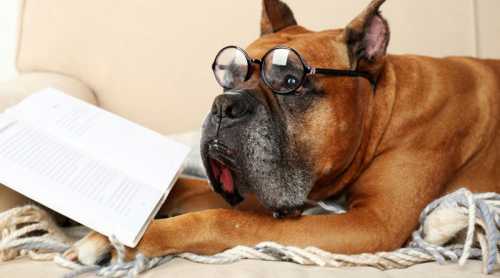 Оченьчасто маленькие любимцы любят грызть обувь и мебель, подбирать с пола и сземли, в общем, что только им не угораздит