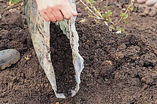 Посадка смородины весной саженцами