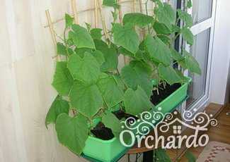 В дальнейшем огурцы перемещают на балкон