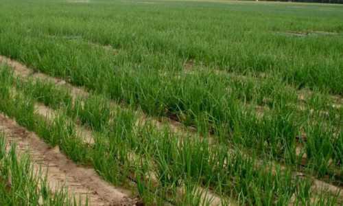 Первый раз их обрезают через недели после посадки