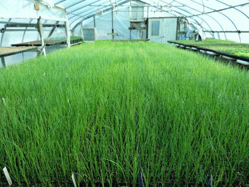 Но, для увеличения урожая зелени, можно подкармливать посевы питательным раствором, добавив на ведро воды грдревесной золы