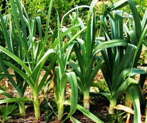 Выращивание лука зимой: технология посева,