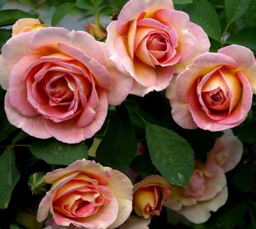 Мама, будь со мной всегда, Буду счастлив я тогда